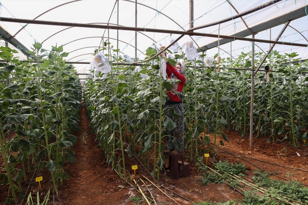 Tarım İşçisi Kadınlar Antalya'daki Seralarda Üretime Aralıksız Katkı Sağlıyor