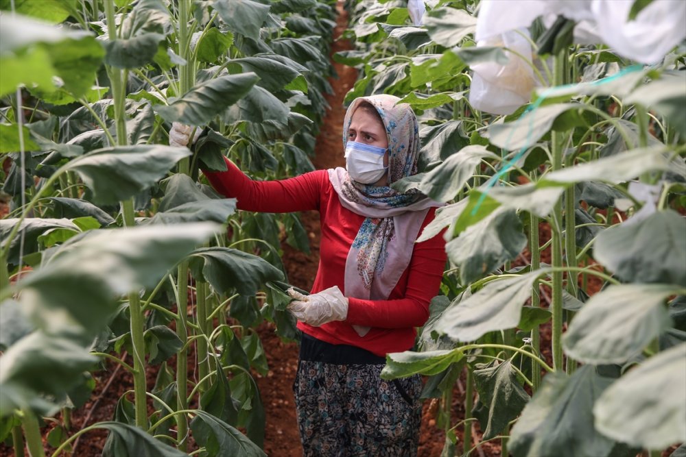Tarım İşçisi Kadınlar Antalya'daki Seralarda Üretime Aralıksız Katkı Sağlıyor