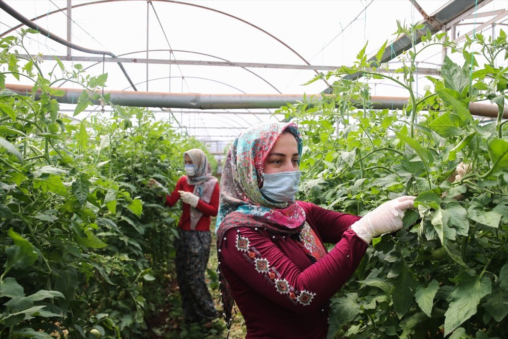 Tarım İşçisi Kadınlar Antalya'daki Seralarda Üretime Aralıksız Katkı Sağlıyor