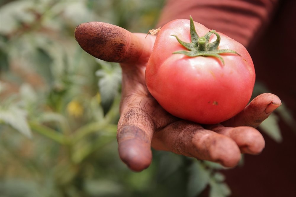 Tarım İşçisi Kadınlar Antalya'daki Seralarda Üretime Aralıksız Katkı Sağlıyor