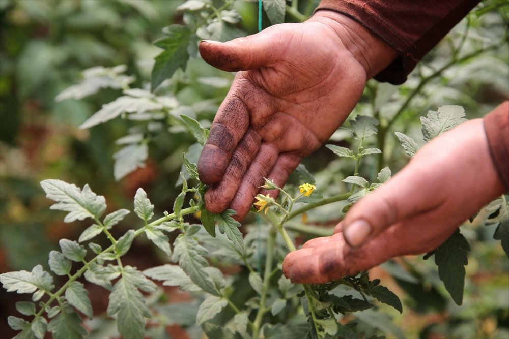 Tarım İşçisi Kadınlar Antalya'daki Seralarda Üretime Aralıksız Katkı Sağlıyor