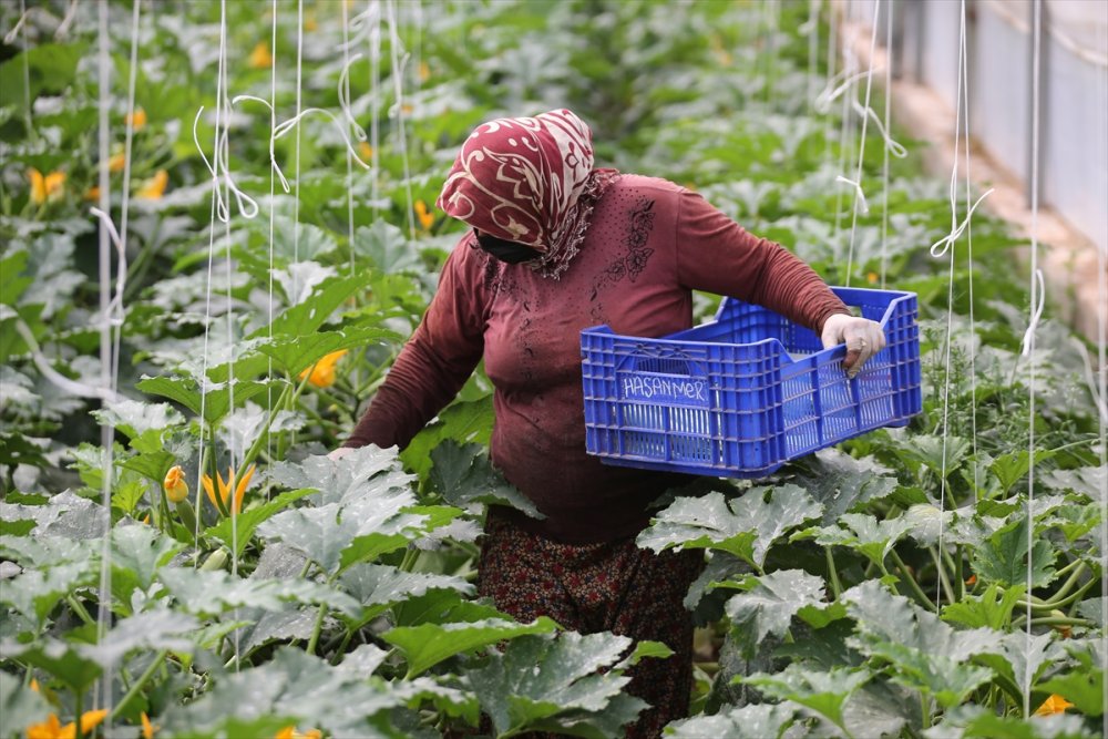 Tarım İşçisi Kadınlar Antalya'daki Seralarda Üretime Aralıksız Katkı Sağlıyor