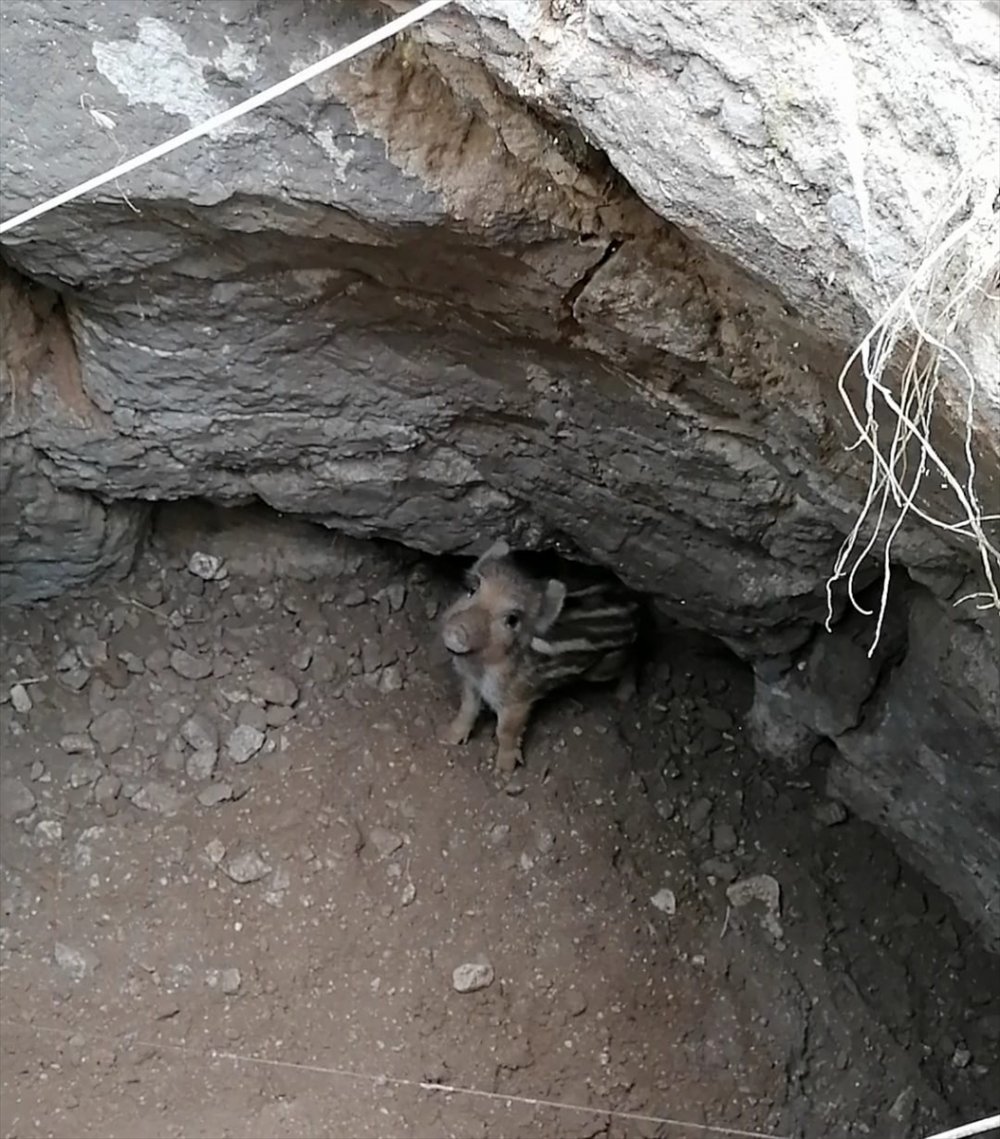 Yaban Domuzu Yavrusu Tahıl Kuyusuna Düştü
