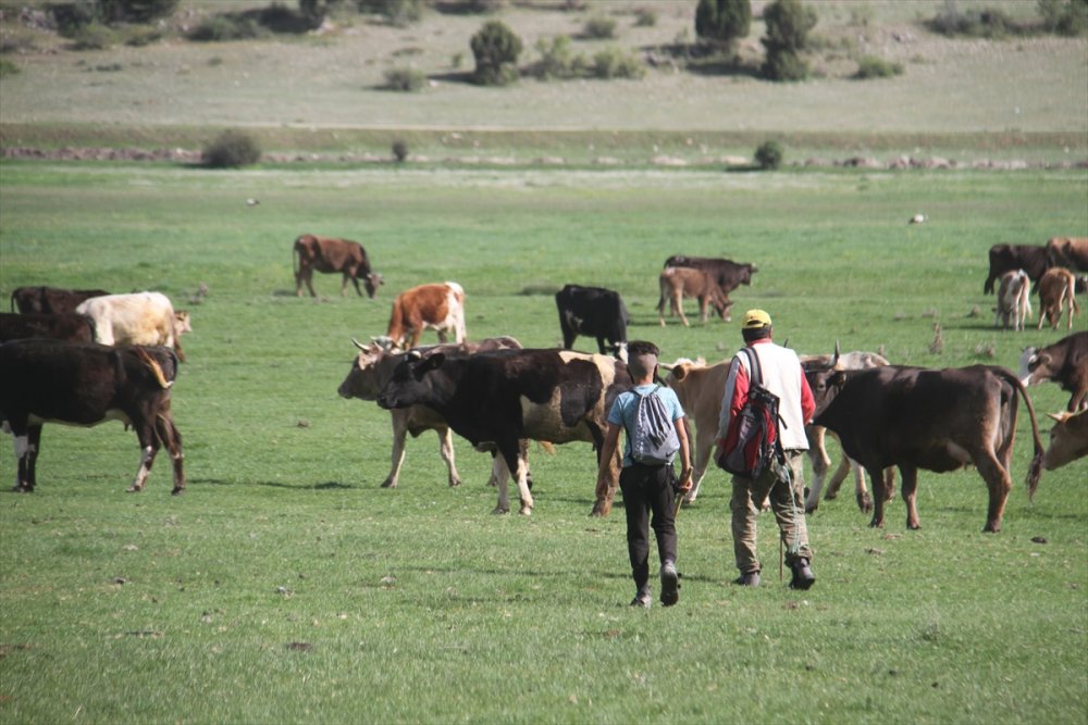 Yaylalarda Besicilerin Mesaisi Devam Ediyor