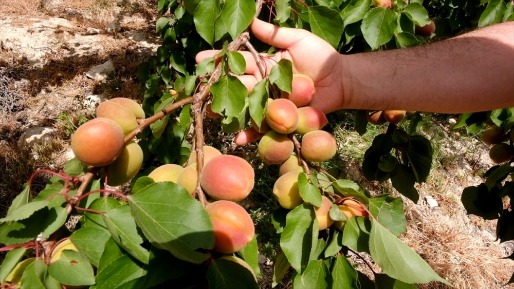 Mut Kayısısında Sezon Açıldı