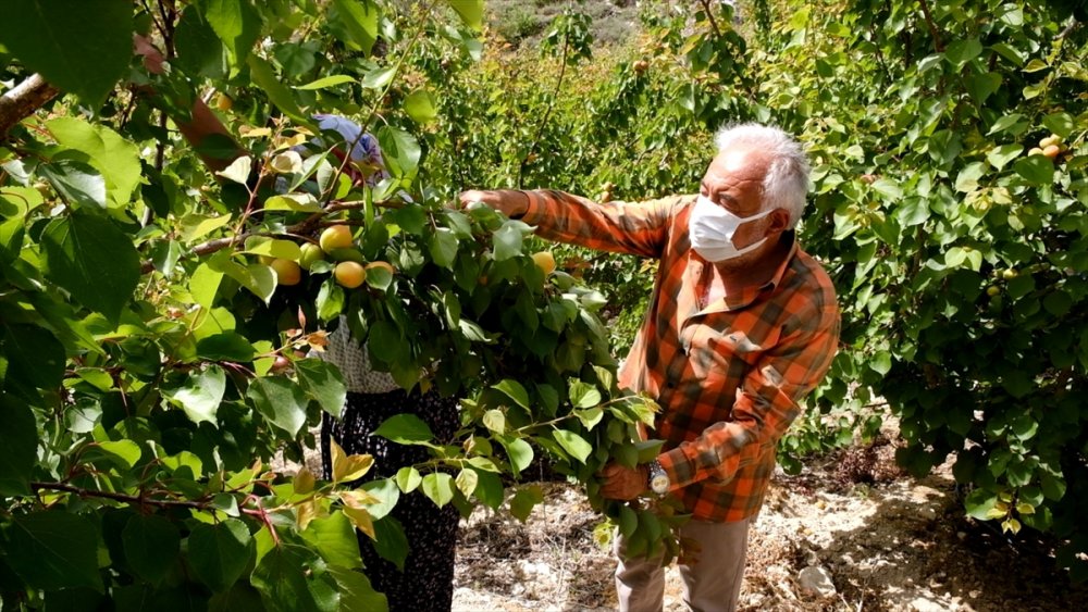 Mut Kayısısında Sezon Açıldı