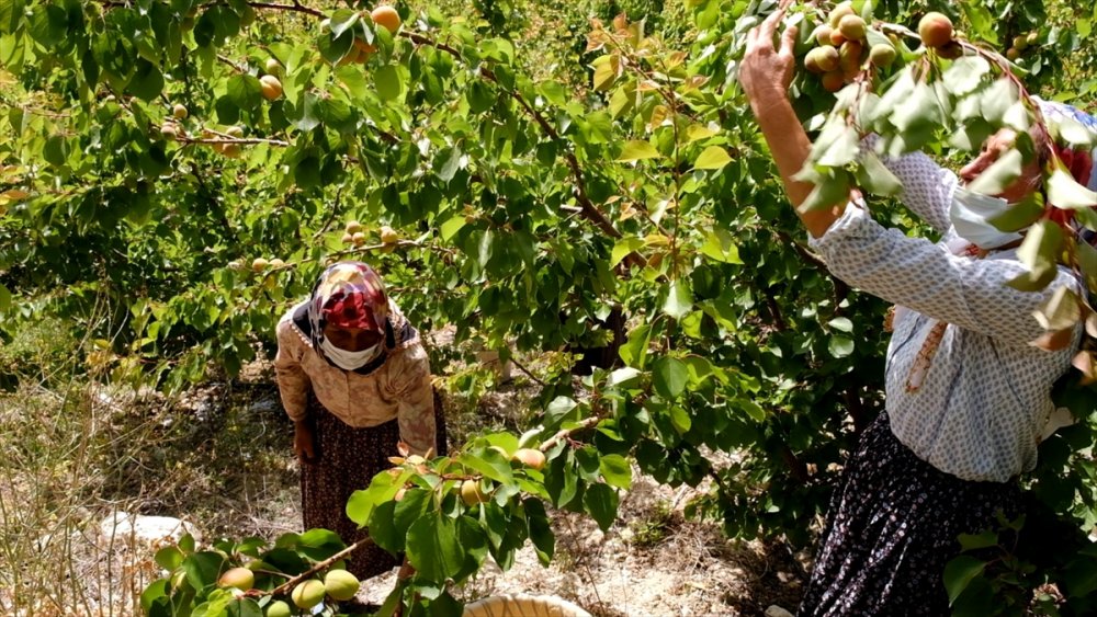 Mut Kayısısında Sezon Açıldı