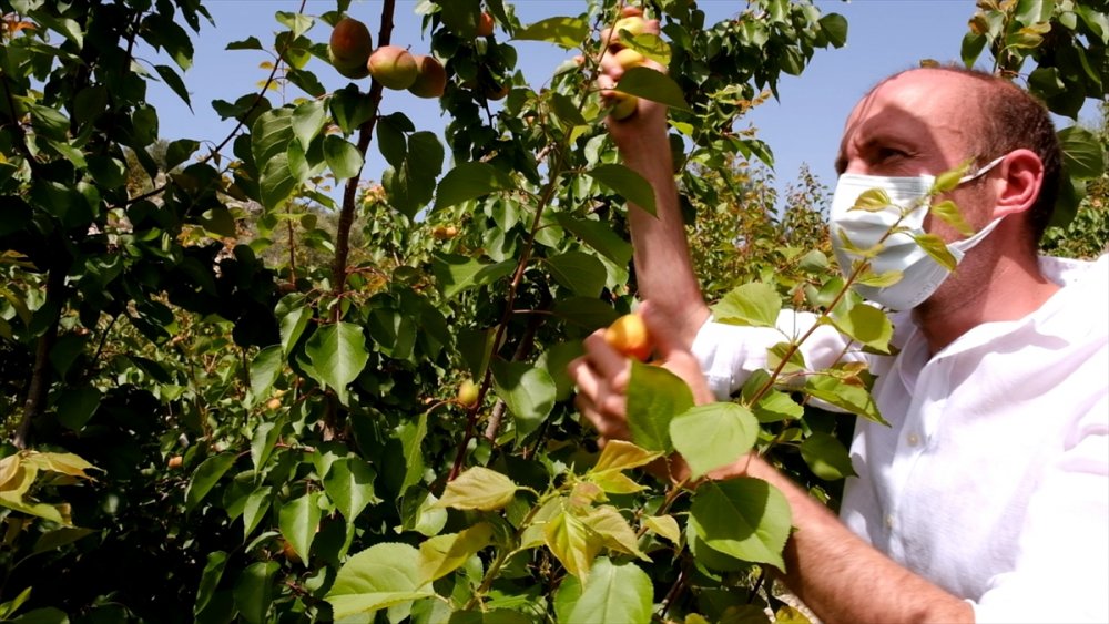 Mut Kayısısında Sezon Açıldı