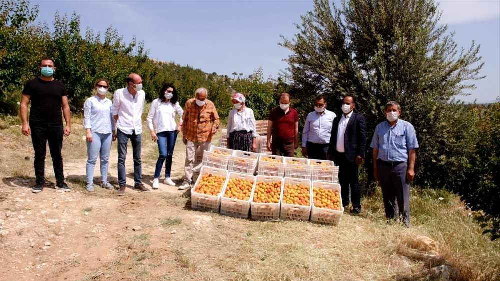 Mut Kayısısında Sezon Açıldı