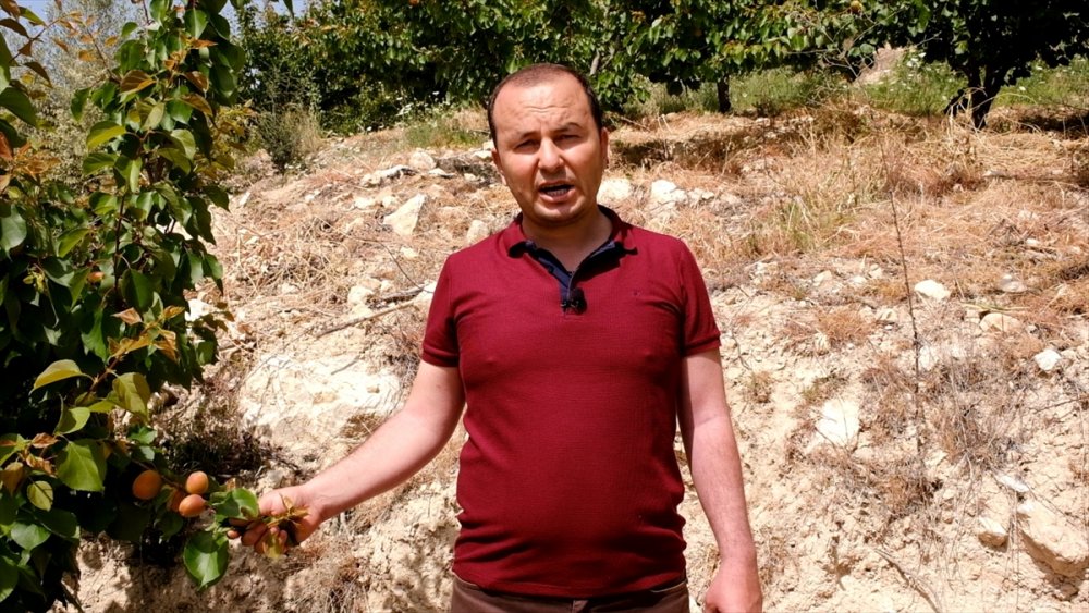 Mut Kayısısında Sezon Açıldı