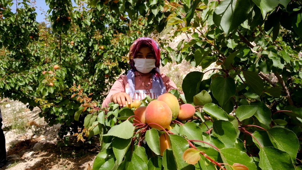 Mut Kayısısında Sezon Açıldı