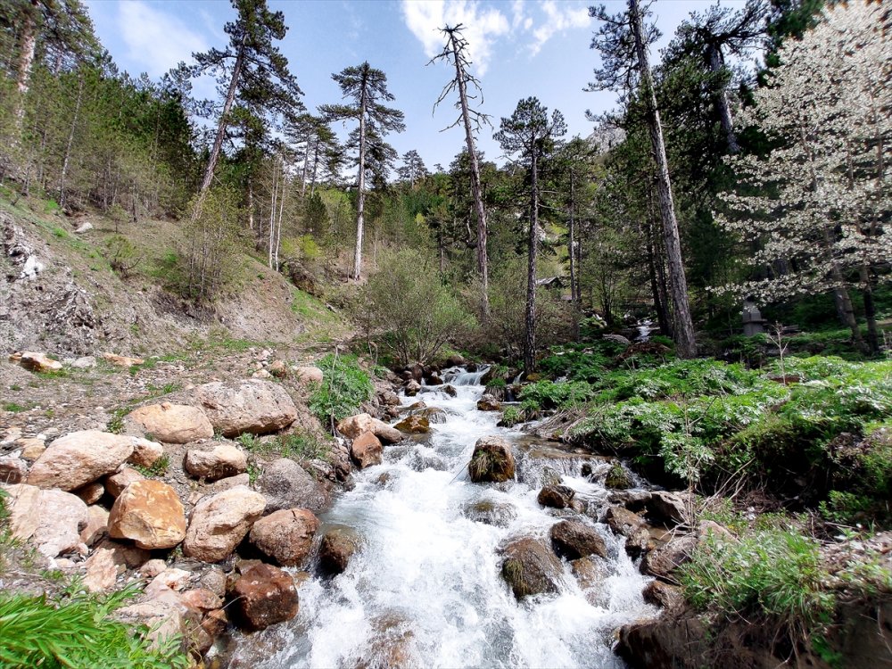 Akarsulara Baharla Gelen Güzellik