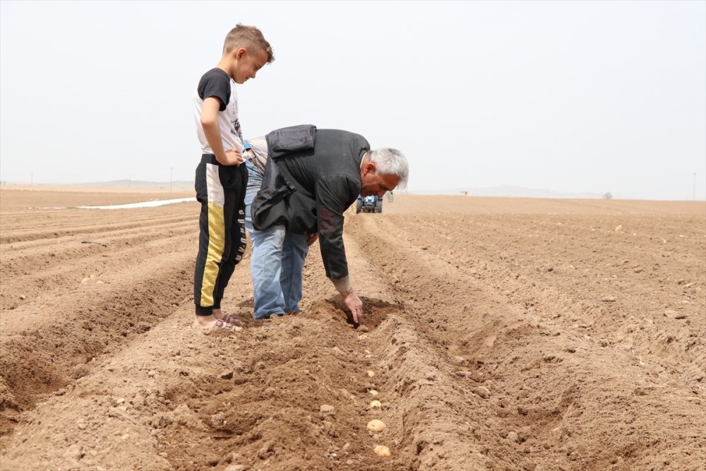 Niğde'de Patates Ekimine Başlandı