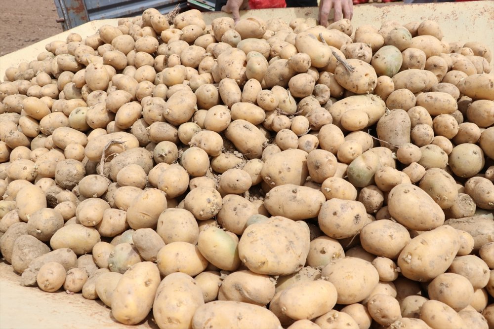 Niğde'de Patates Ekimine Başlandı