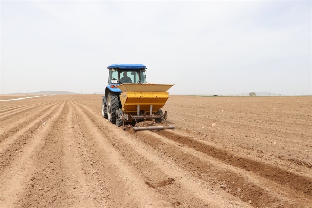 Niğde'de Patates Ekimine Başlandı