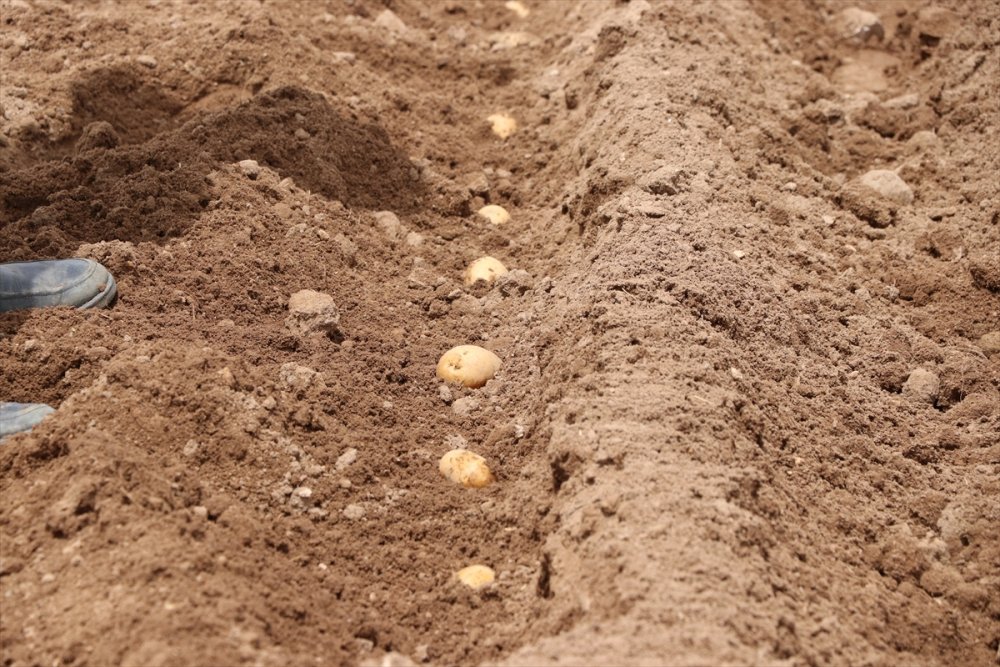 Niğde'de Patates Ekimine Başlandı