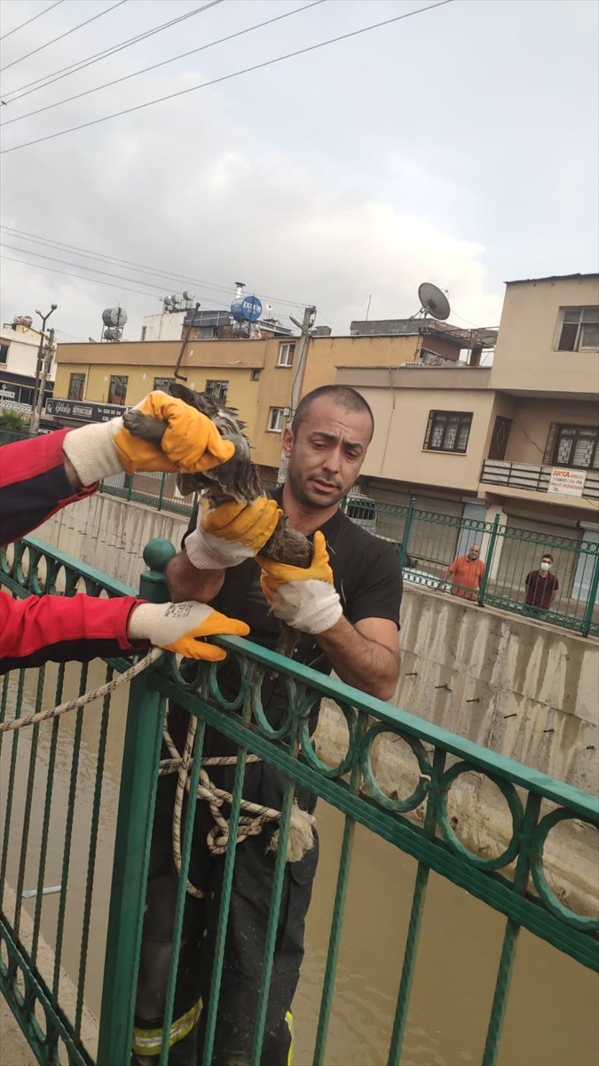 Mersin'de Dere Yatağında Mahsur Kalan Kedi İtfaiye Ekiplerince Kurtarıldı