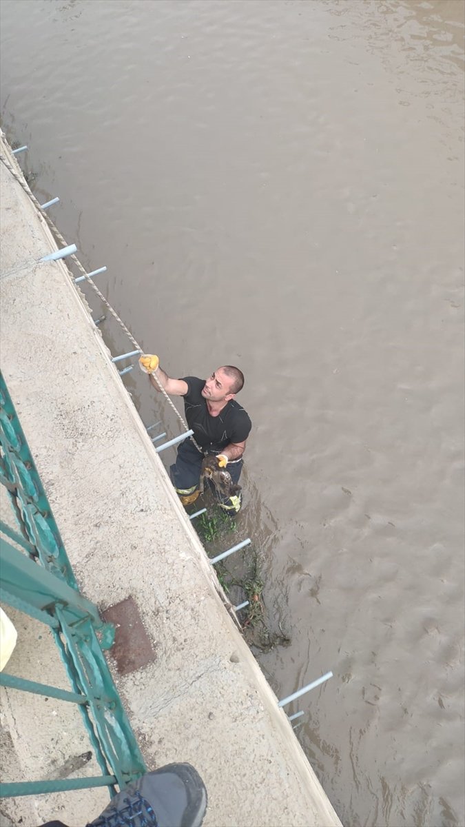 Mersin'de Dere Yatağında Mahsur Kalan Kedi İtfaiye Ekiplerince Kurtarıldı