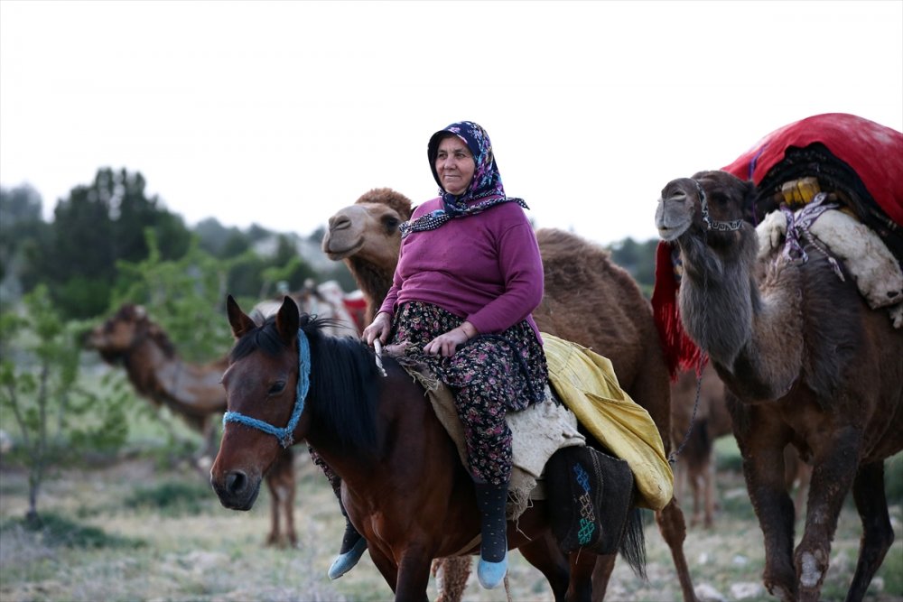 Sarıkeçili Yörükleri 1000 Yıllık Tarihi Yolculuğunu Develerle Sürdürüyor