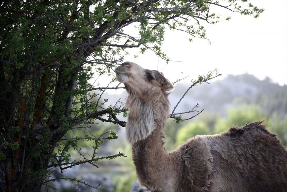 Sarıkeçili Yörükleri 1000 Yıllık Tarihi Yolculuğunu Develerle Sürdürüyor