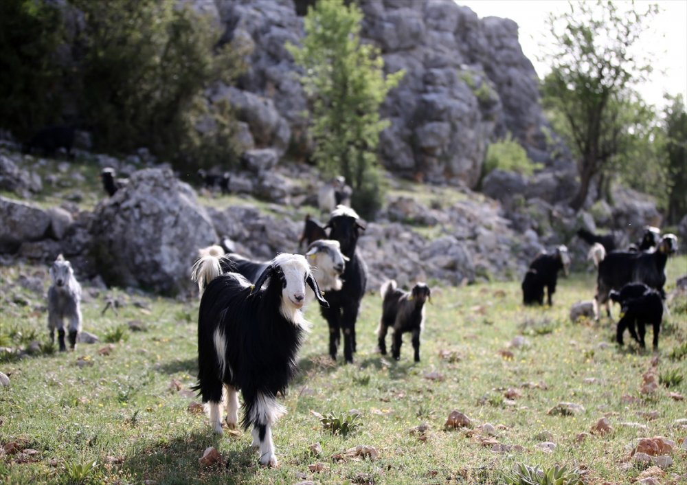 Sarıkeçili Yörükleri 1000 Yıllık Tarihi Yolculuğunu Develerle Sürdürüyor