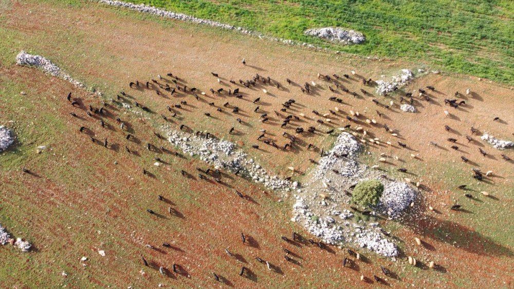 Sarıkeçili Yörükleri 1000 Yıllık Tarihi Yolculuğunu Develerle Sürdürüyor