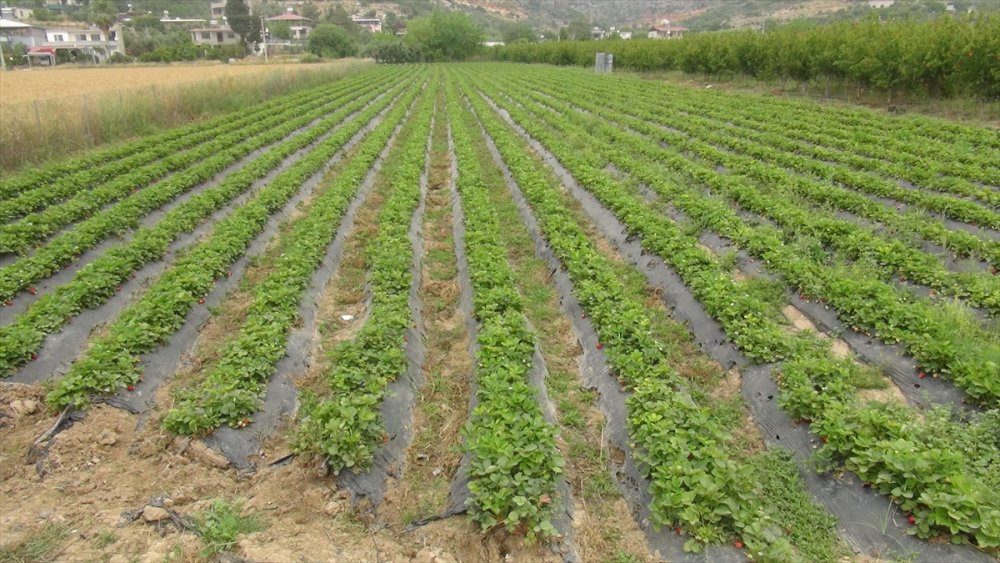 Tescilli Silifke Çileği 15'ten Fazla Ülkeye İhraç Ediliyor