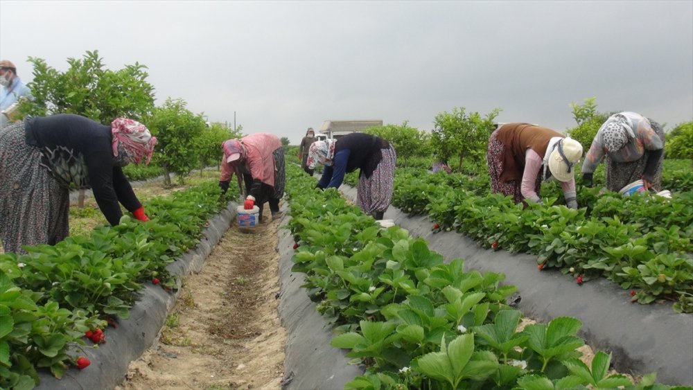 Tescilli Silifke Çileği 15'ten Fazla Ülkeye İhraç Ediliyor
