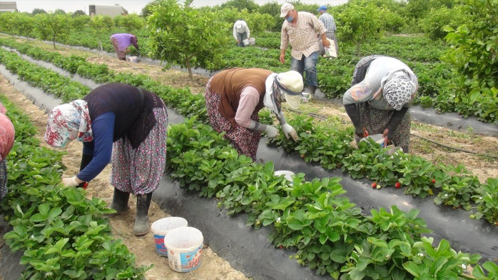 Tescilli Silifke Çileği 15'ten Fazla Ülkeye İhraç Ediliyor