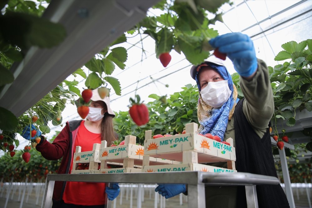 Anne Ve Kızları Aynı Seralarda Gece Gündüz Yan Yana Çalışıyor