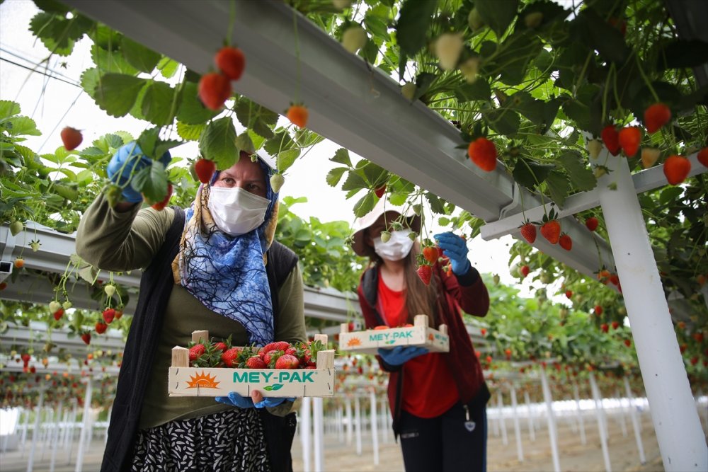 Anne Ve Kızları Aynı Seralarda Gece Gündüz Yan Yana Çalışıyor