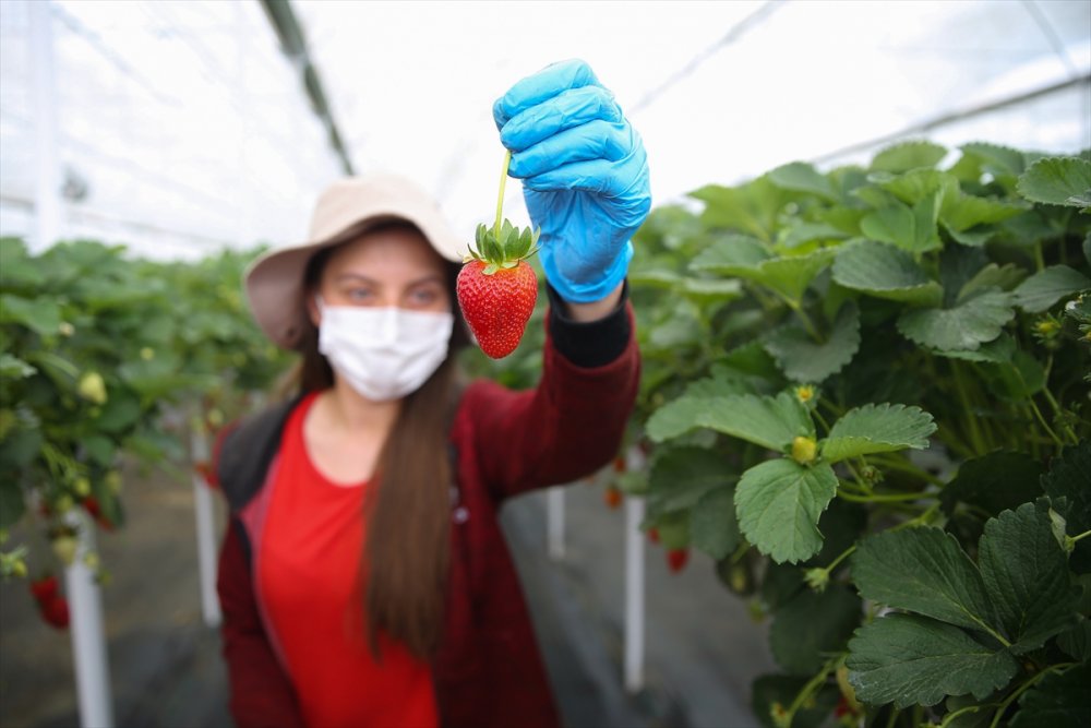 Anne Ve Kızları Aynı Seralarda Gece Gündüz Yan Yana Çalışıyor