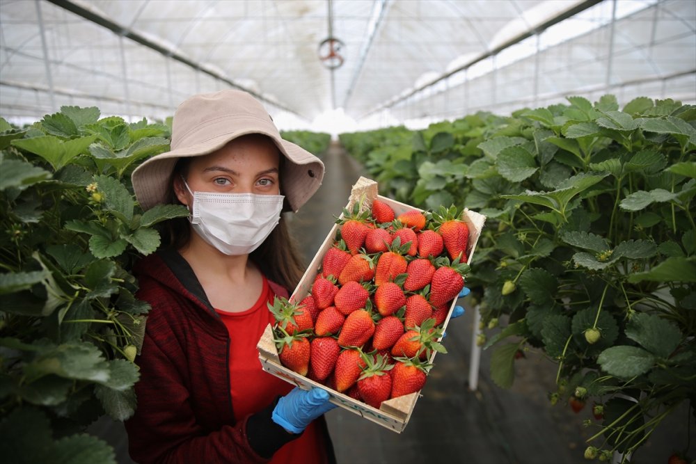 Anne Ve Kızları Aynı Seralarda Gece Gündüz Yan Yana Çalışıyor