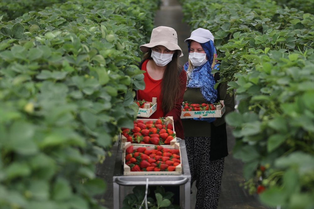 Anne Ve Kızları Aynı Seralarda Gece Gündüz Yan Yana Çalışıyor