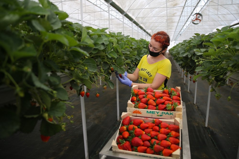 Anne Ve Kızları Aynı Seralarda Gece Gündüz Yan Yana Çalışıyor