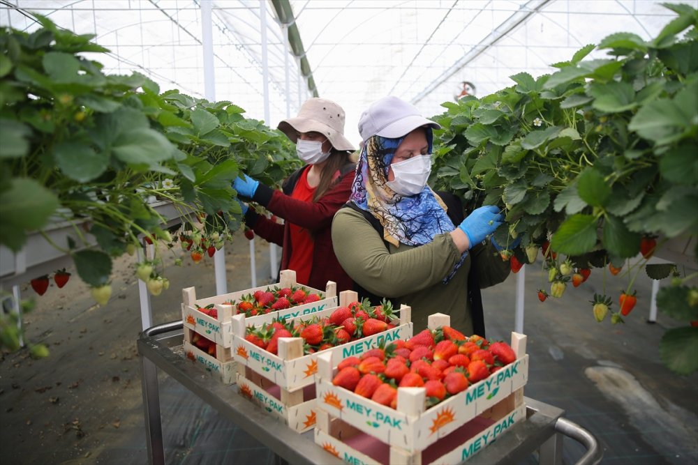 Anne Ve Kızları Aynı Seralarda Gece Gündüz Yan Yana Çalışıyor