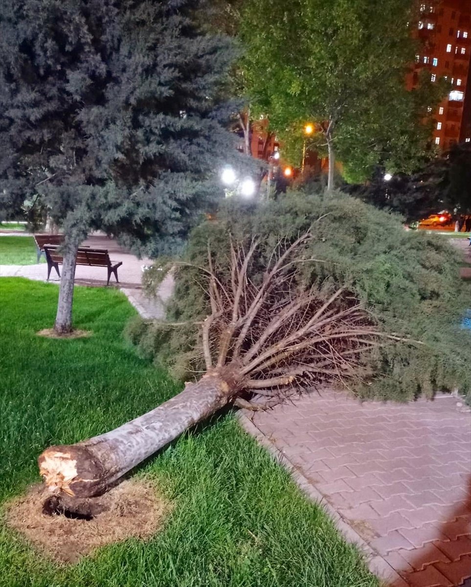 Kayseri'de Rüzgarın Devirdiği Ağaçtan Düşen Yavru Kuşları Belediye Ekipleri Kurtardı