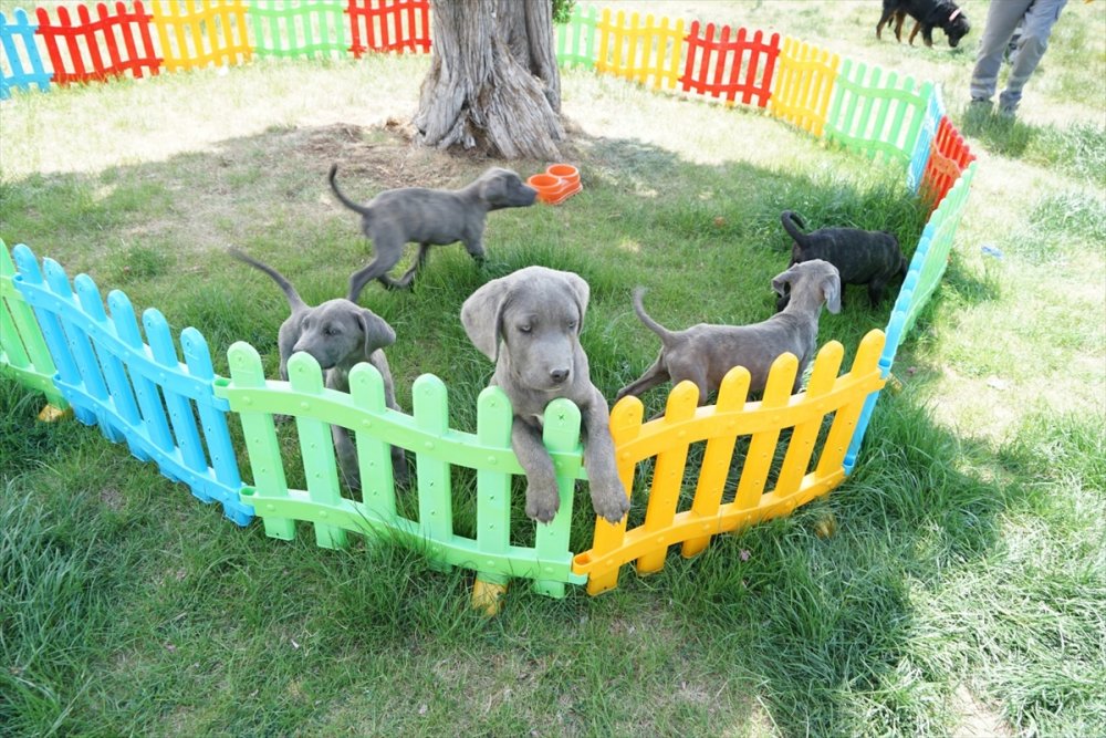 Konya'da 11 Köpeğe Zulmeden Kadın Hakkında Yasal İşlem Başlatıldı