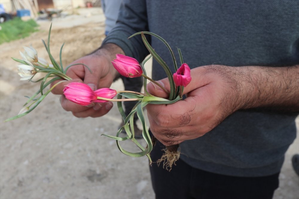 Bilim İnsanları, Karaman'da Bulunan Lalenin Türünü Araştırıyor