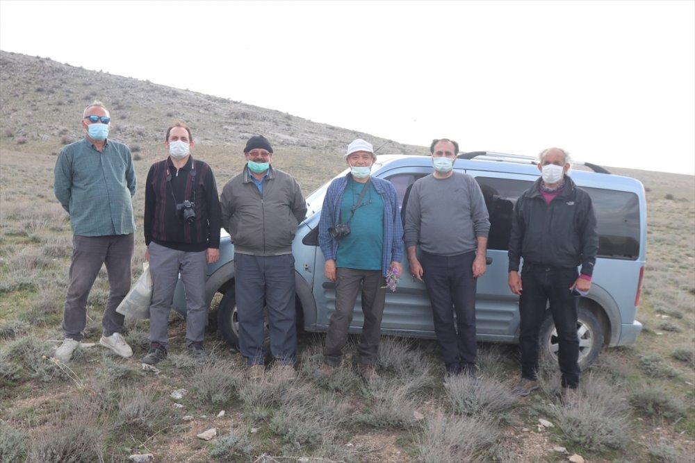 Bilim İnsanları, Karaman'da Bulunan Lalenin Türünü Araştırıyor