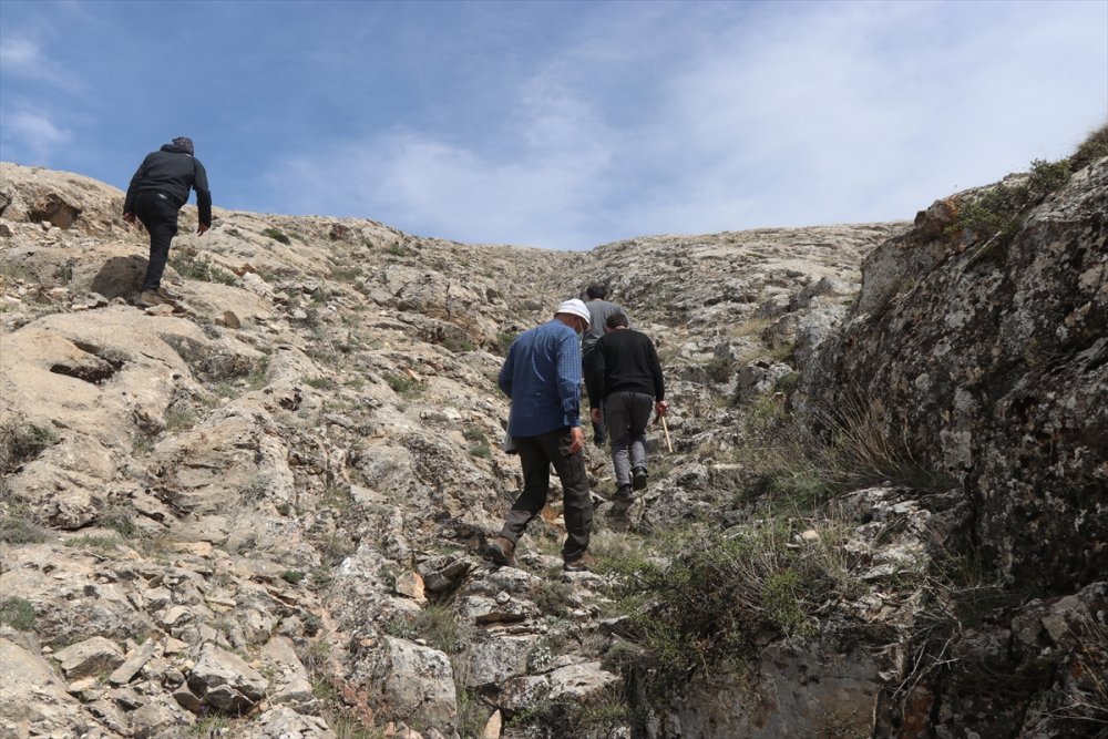 Bilim İnsanları, Karaman'da Bulunan Lalenin Türünü Araştırıyor