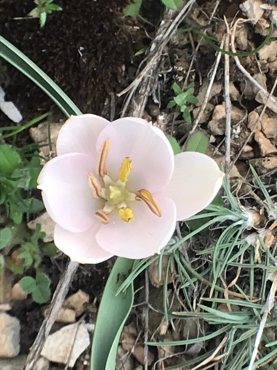 Bilim İnsanları, Karaman'da Bulunan Lalenin Türünü Araştırıyor