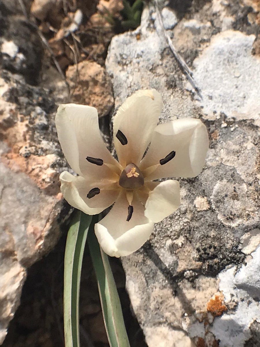 Bilim İnsanları, Karaman'da Bulunan Lalenin Türünü Araştırıyor