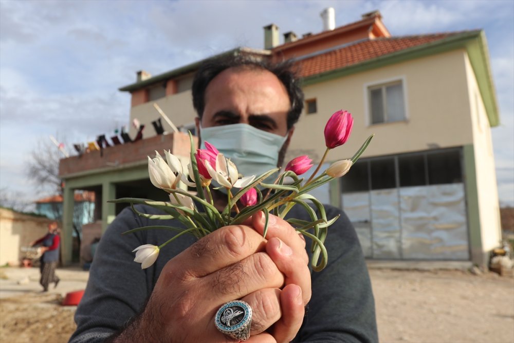 Bilim İnsanları, Karaman'da Bulunan Lalenin Türünü Araştırıyor