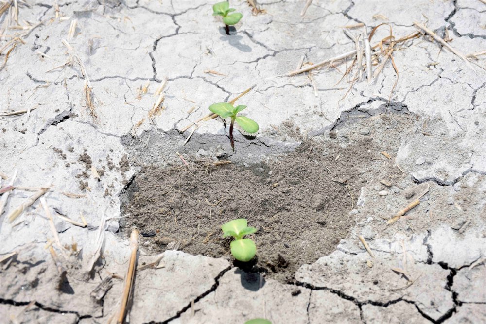 KOP İdaresinin Tekniği, Çiftçilerin Yüzünü Güldürdü