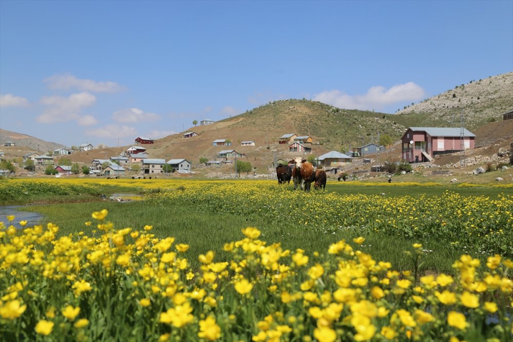 Torosların, Bahar Coşkusu Bir Farklı Oluyor