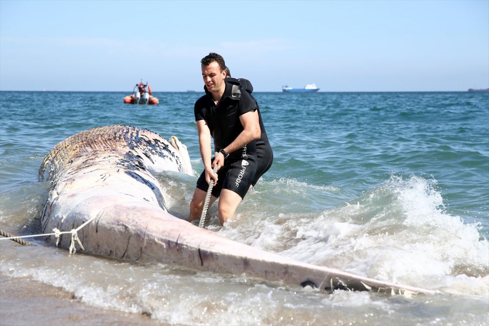 Mersin Sahiline 14 Metrelik Oluklu Balina Vurdu