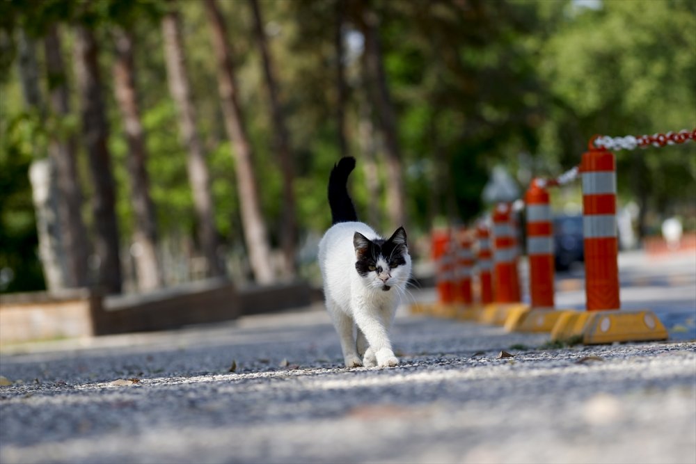 Turizm Merkezleri Antalya Ve Muğla'da Bayramda Da "tam Kapanma" Sessizliği Sürüyor