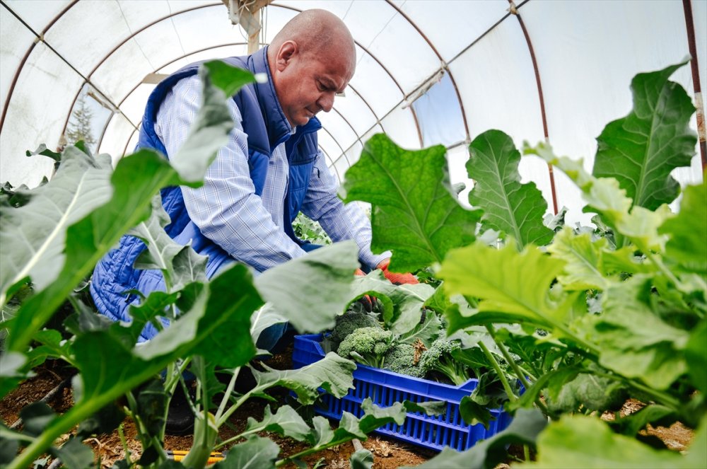 Salgında Hobi Amaçlı Sera Kuran Mühendis, Sebze Talebine Yetişemiyor