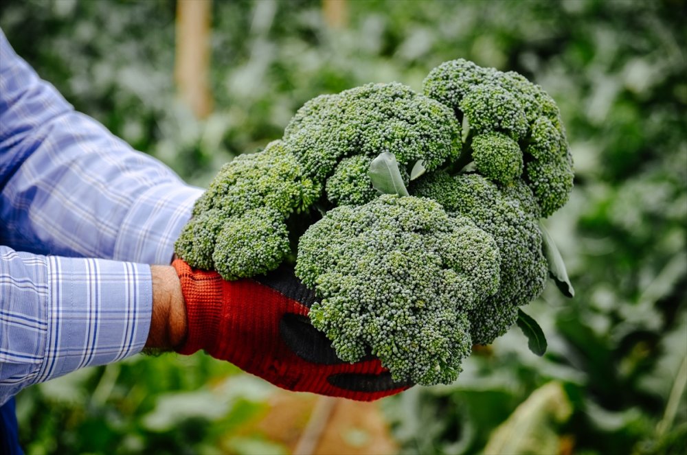 Salgında Hobi Amaçlı Sera Kuran Mühendis, Sebze Talebine Yetişemiyor